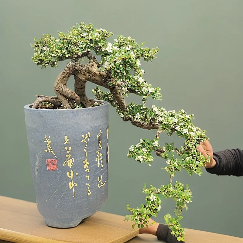 白花珍珠大果栒子盆栽盆景植物盆景