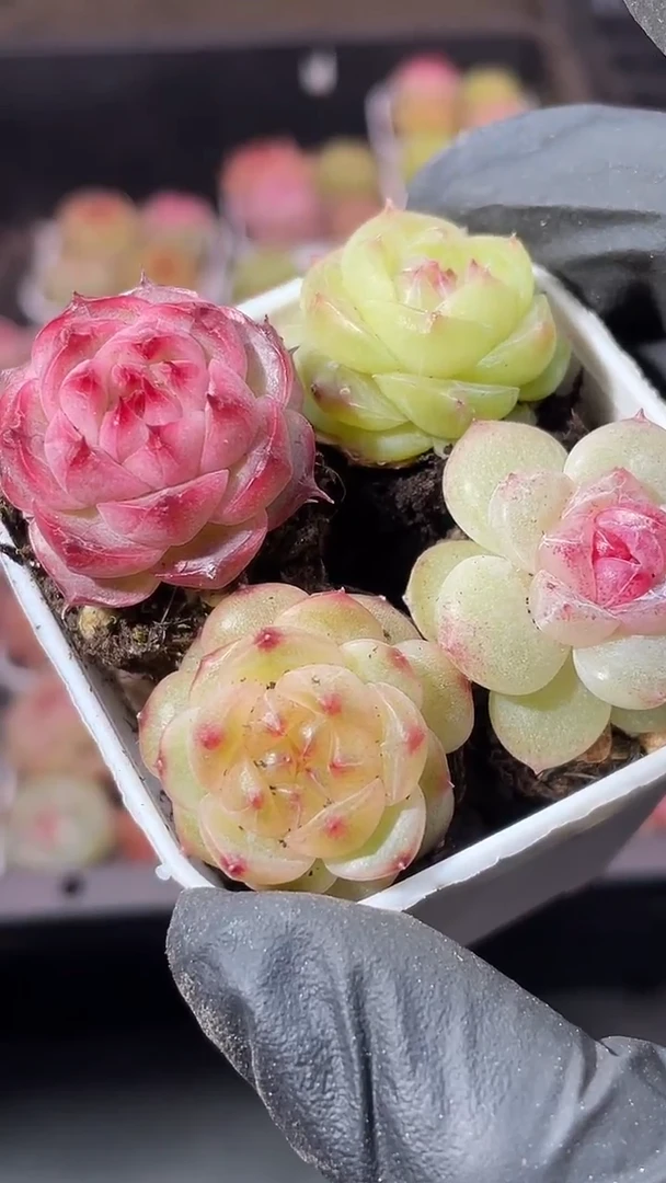 36-58 珍妮小组合1-2厘米量拍发4颗