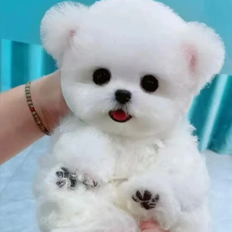 【小姜萌宠X】活体链接