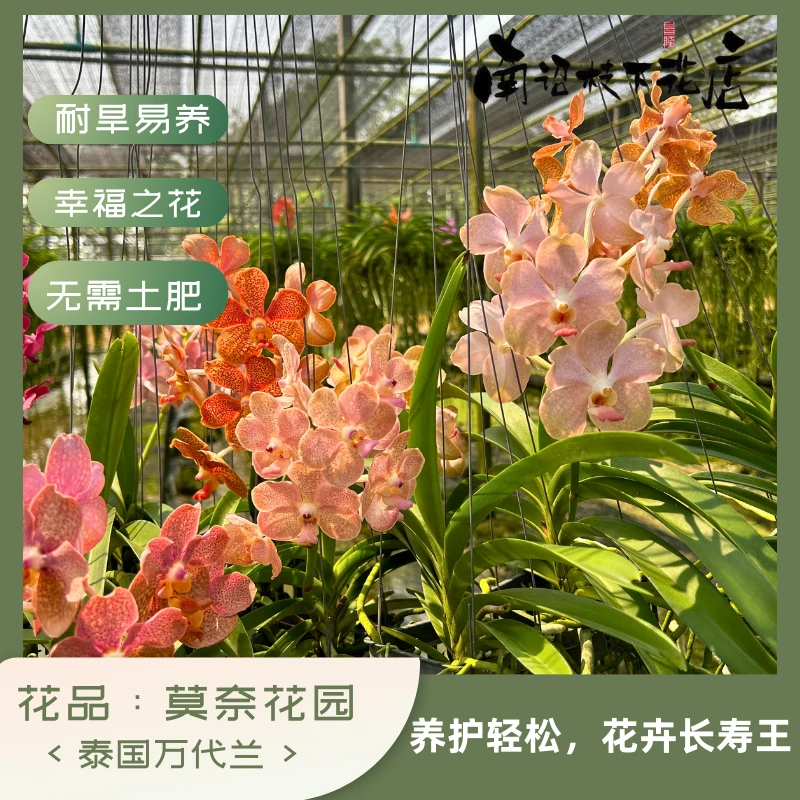 【南诏二级】泰国 莫奈花园万代兰，花簇拥摇曳，似精灵嬉闹，俏皮可爱