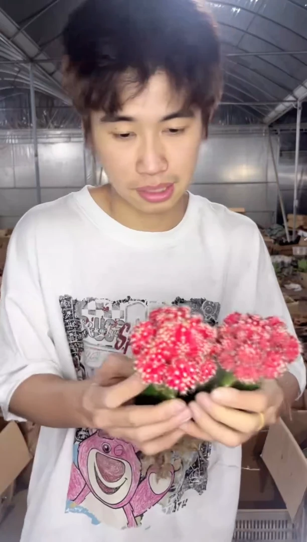 3颗 大红牡丹【嫁接】掉崽不包