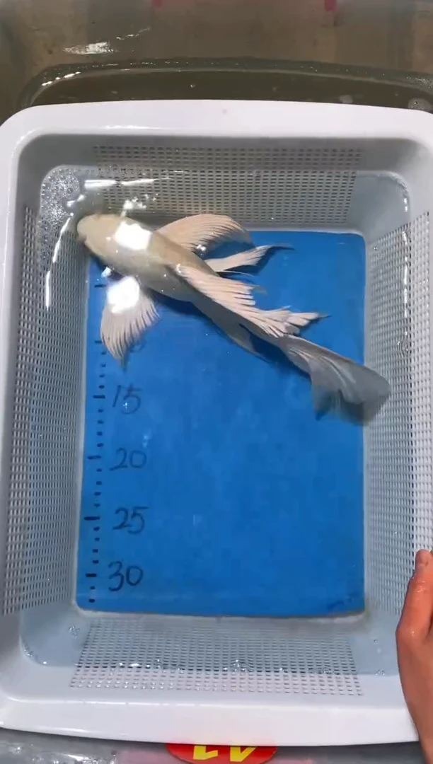 锦鲤锦鲤蝴蝶鲤鱼拍开箱视频包售后