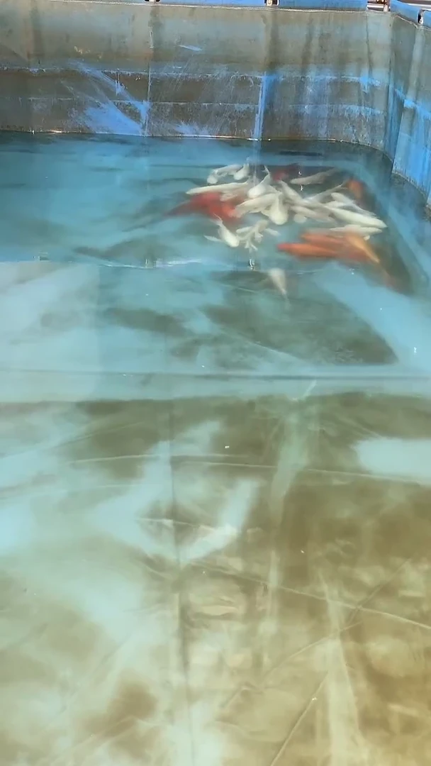 蝴蝶鲤鱼蝴蝶鲤鱼
