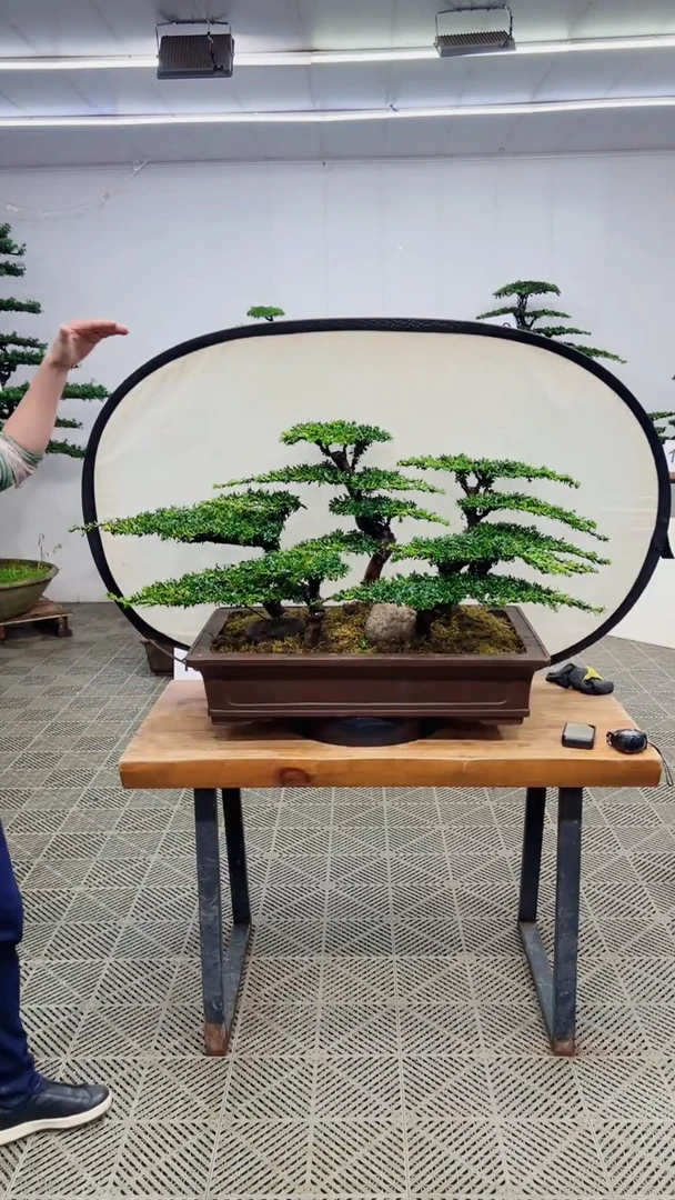 无花朵造型盆景一物一拍