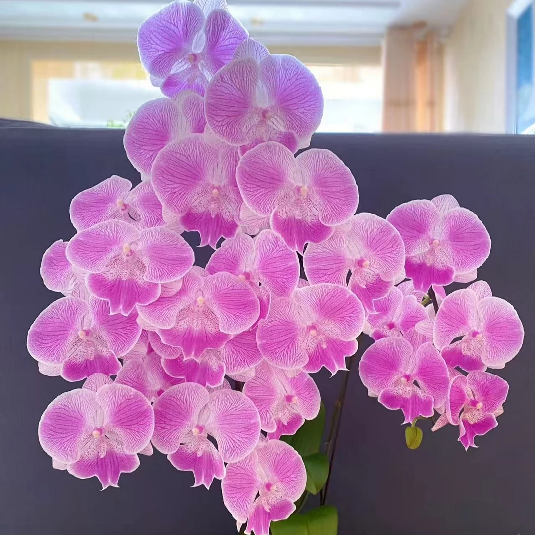 【两个花剑】 大花大舌头系列 梦露蝴蝶兰 粉色大舌头自带线条