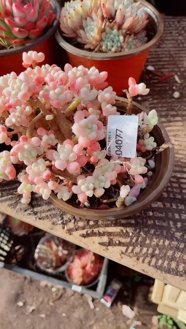 翡***?跃跃精品多肉04077