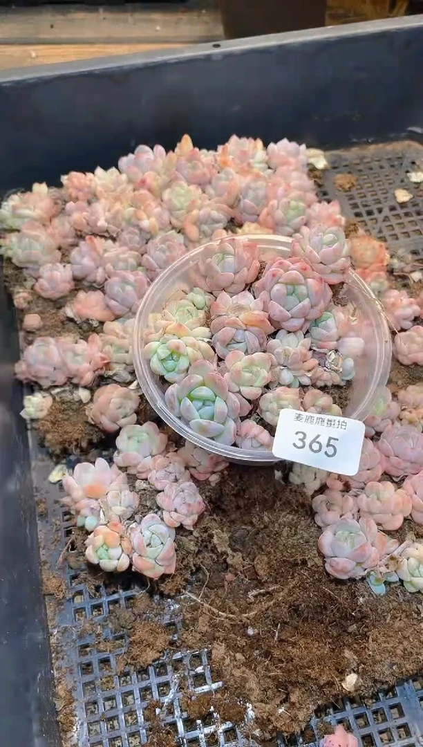 365冰梦      量拍