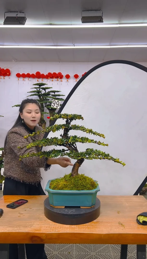 【闪购商品】盆景1