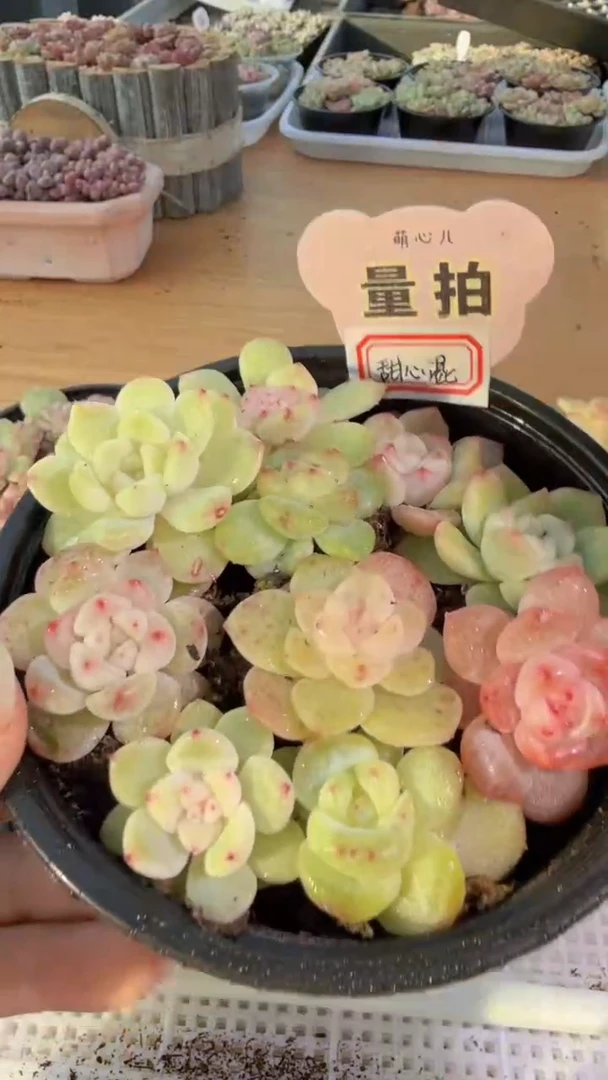 甜心混 1盒 量拍混发 满9.9包邮