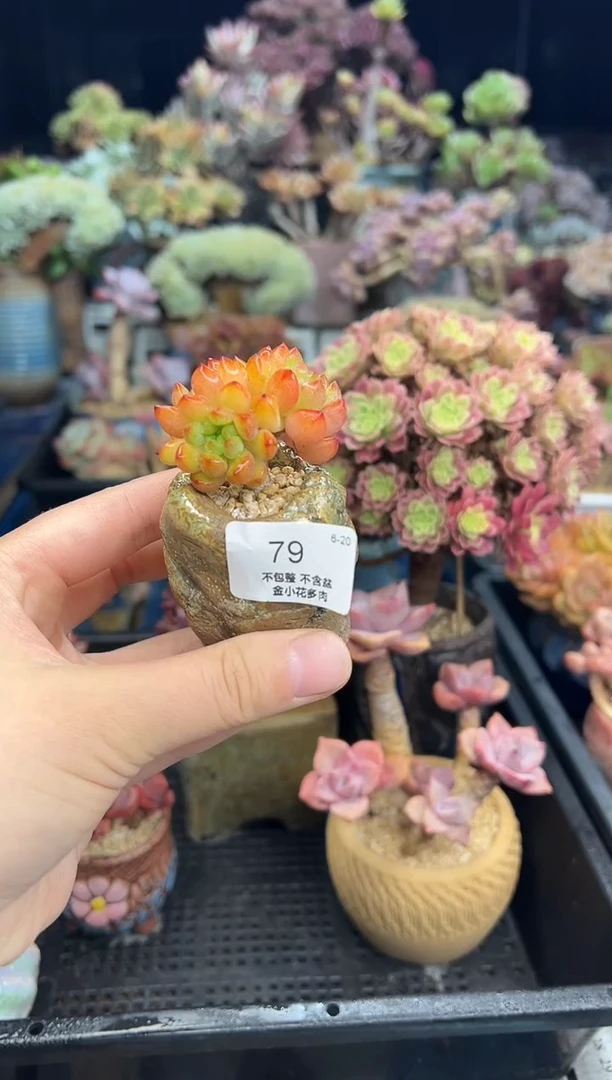C*79              不带盆