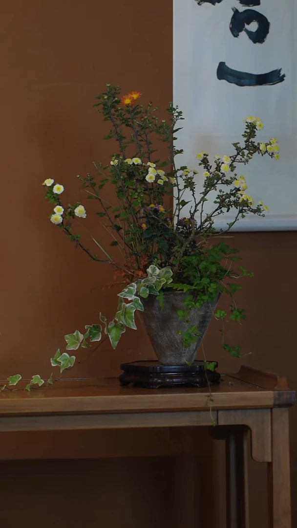 全部花朵山野草盆景盆景盆景