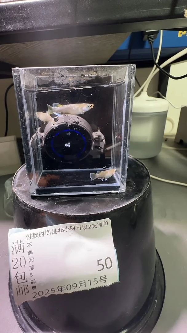 青鳉鱼观背青鳉观背青鳉50
