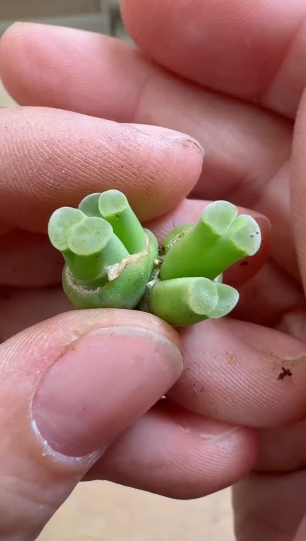 【闪购商品】17-160天鹅绒