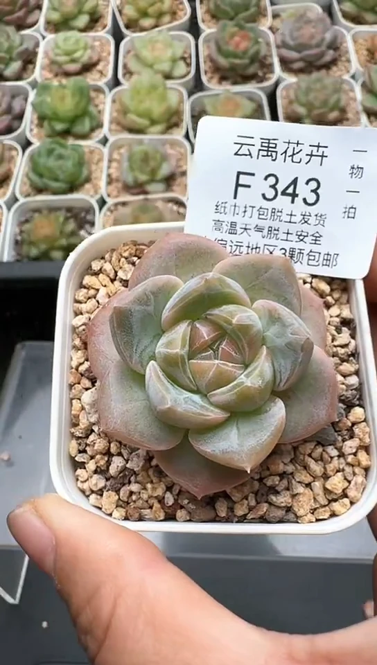 343F云禹多肉植物 默认脱土纸巾打包 3颗包邮