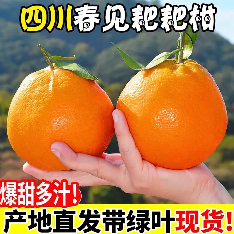 L四川耙耙柑应季新鲜水果正宗