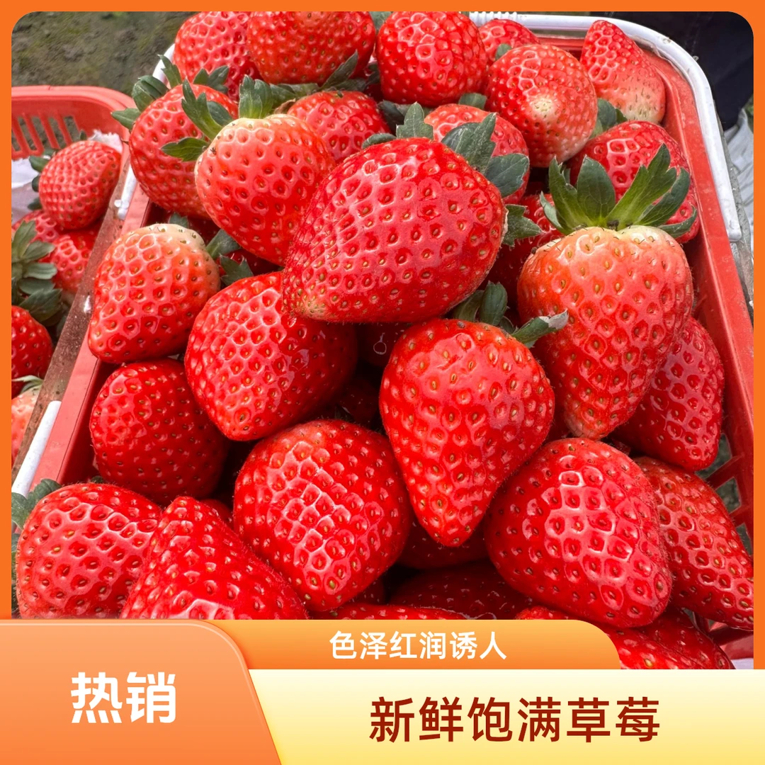 商丘天仙醉奶油草莓鲜果