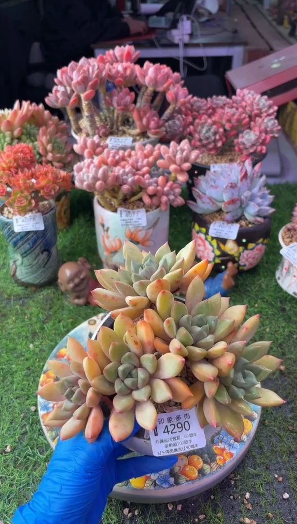 昆明印象多肉4290