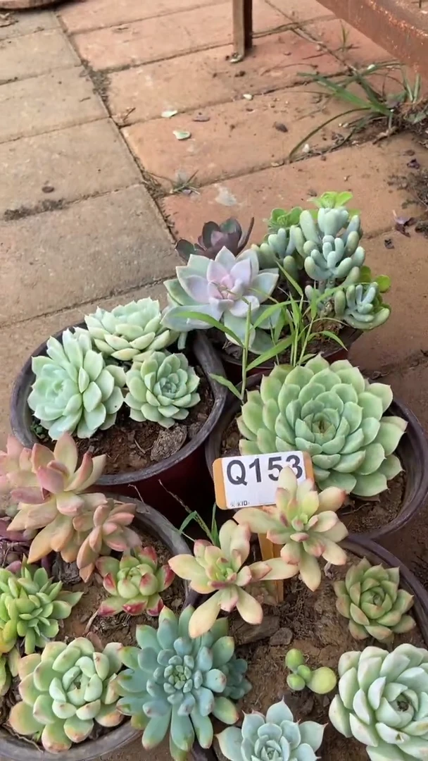 Q153多肉组合默认脱土发货