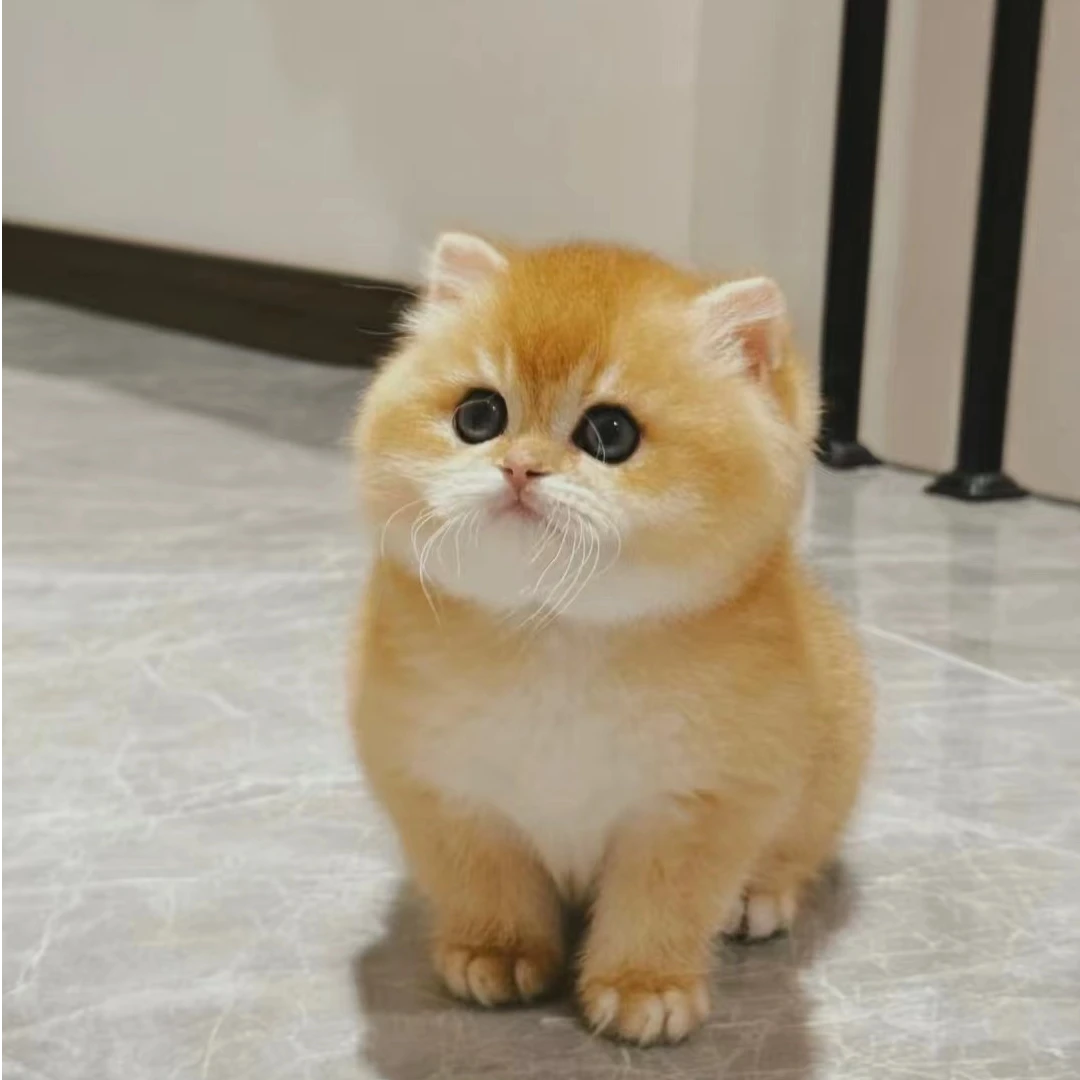 【有福猫舍】缅因拿破仑曼基康米努特布偶三花金渐层蓝金渐层乳白