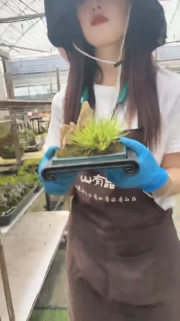 无花朵天然 蓝色冰裂菖蒲