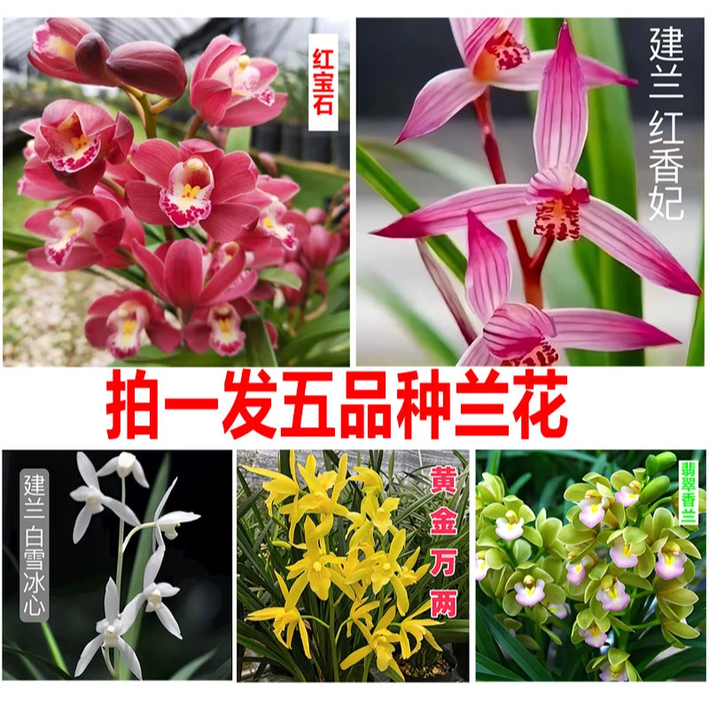 【拍一得5品种兰花】红宝石/红香妃/白雪冰心/黄金万两/香水香兰