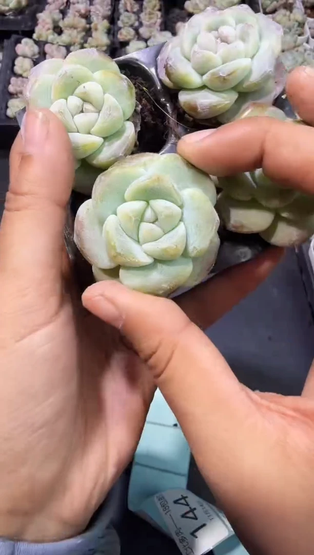 138号江北多肉-到手一筐