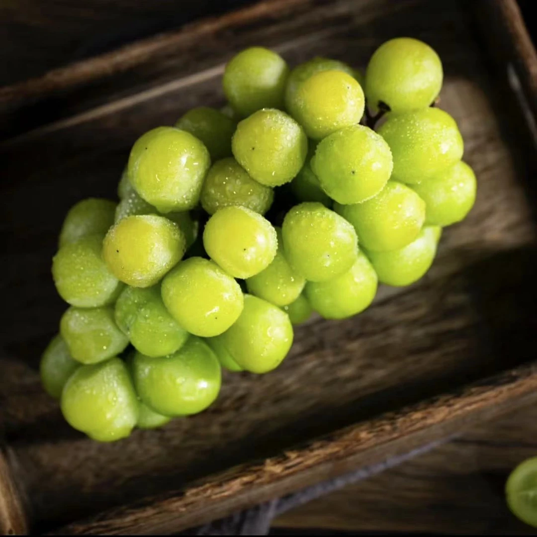 大凉山西昌阳光玫瑰葡萄现摘现发礼盒包装顺丰包邮应季水果