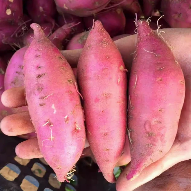 【只发新疆】2kg 净重 桥头地瓜