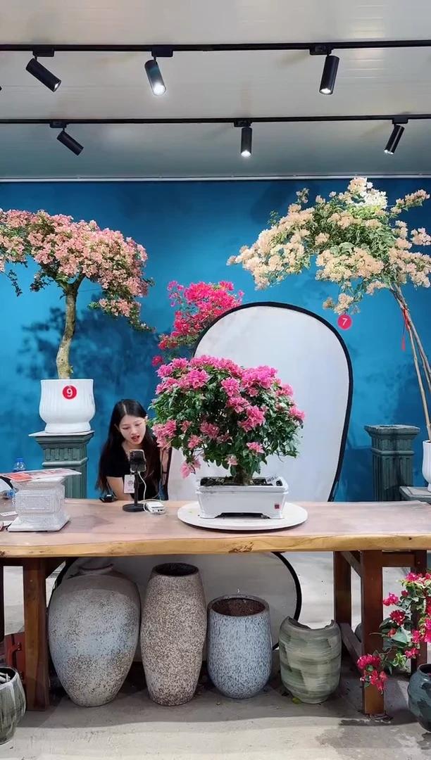 全部花朵胭脂红三角梅