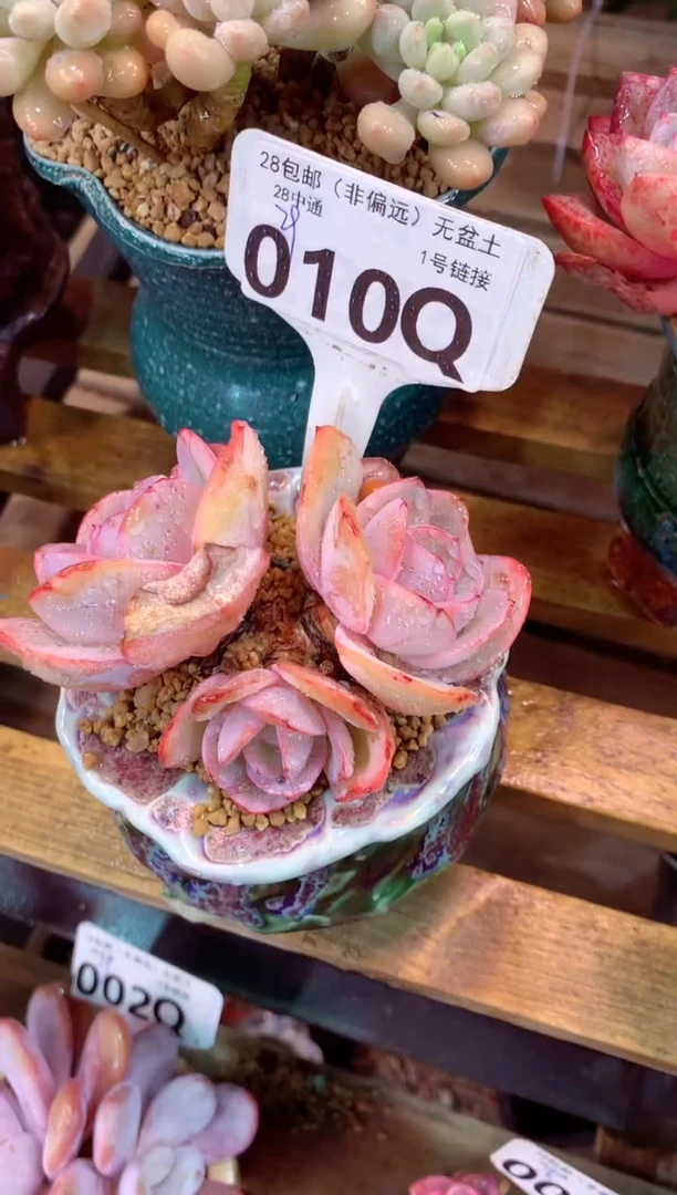 010Q（一物一拍，精品多肉，所见即所得 ）