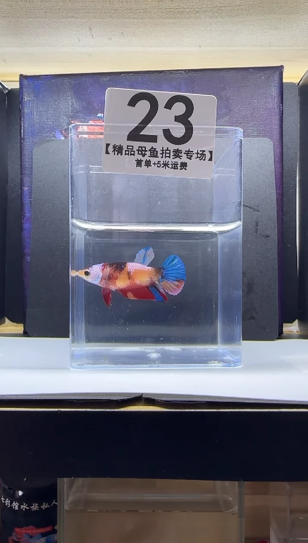 斗鱼母鱼编号：23