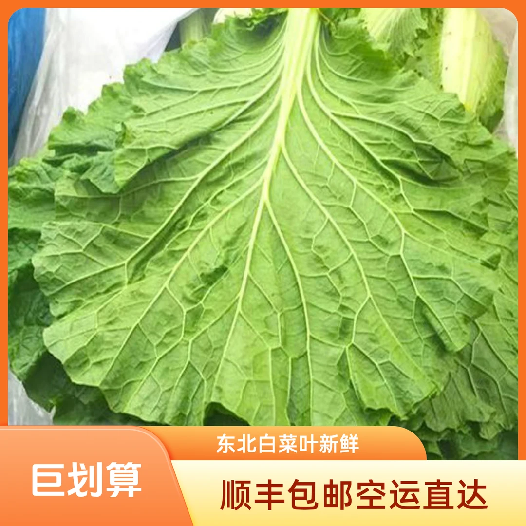 白菜叶饭包东北白菜叶子蔬菜大饭包叶农家绿叶绿色东北饭包叶新鲜