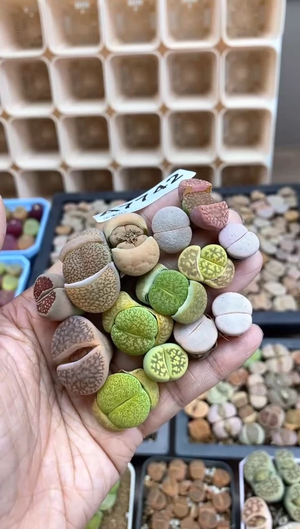 【闪购商品】7742直播一物一拍