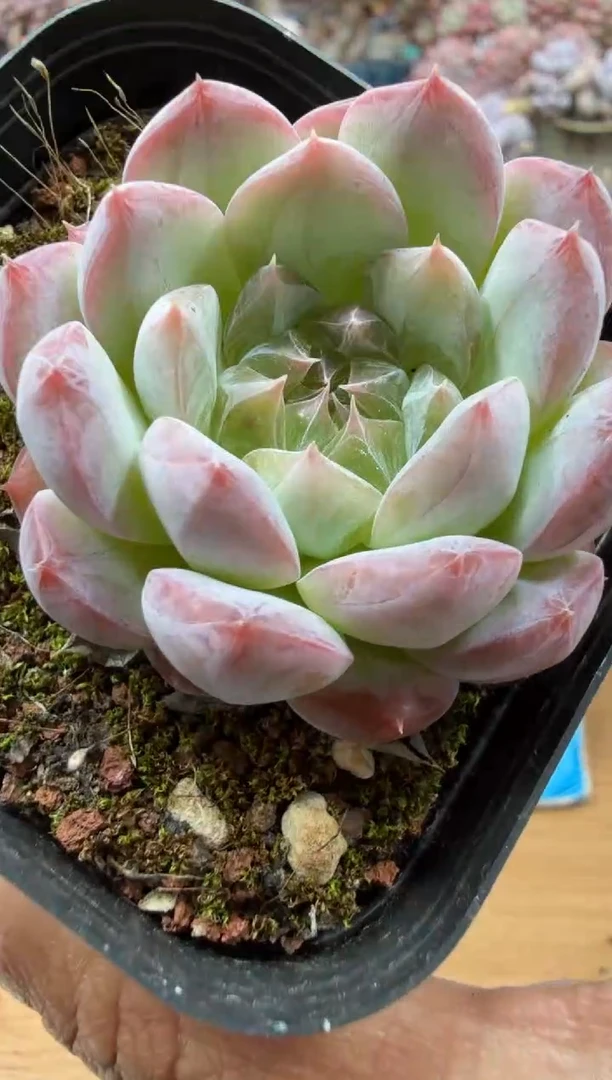 东云多肉园二店-128