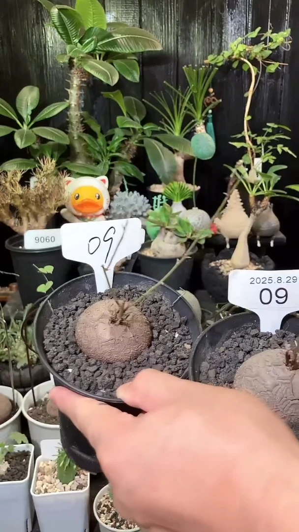 09号829福利南非龟甲龙买1个送1个