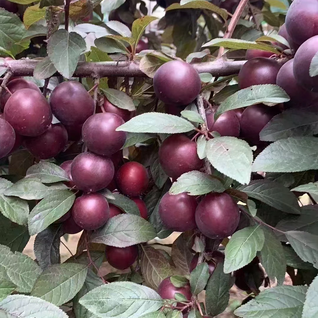 【安心妹妹】黑钙果苗 原盆原土带叶 大连发货