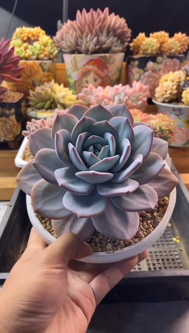 9.23-19奶茶11111111111