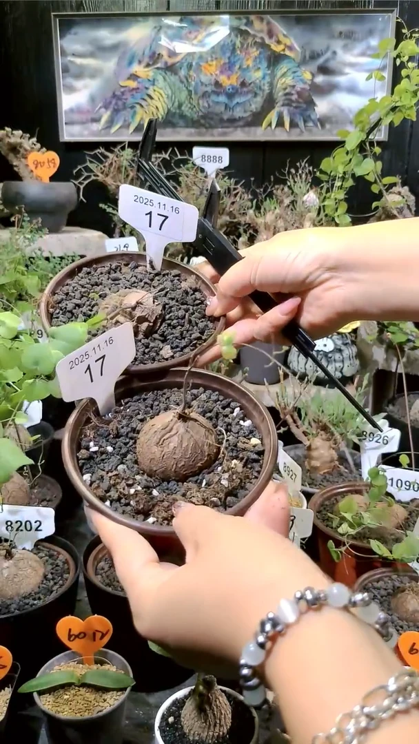 17号1116福利南非龟甲龙买一送一