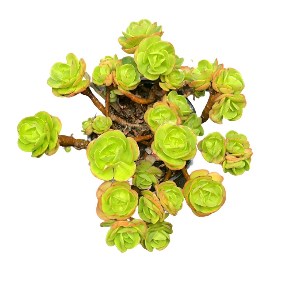 【巨无霸碧桃】老桩精品盆栽绿植控养大型飘枝造型多肉