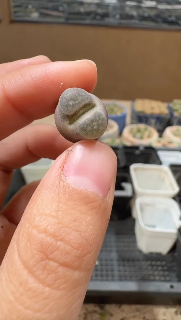 多肉植物肉锥16-89紫云
