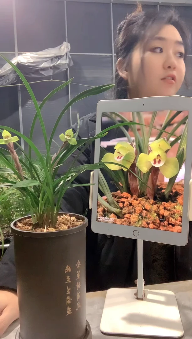 大部分开放少量花苞大富贵4苗带花苞种好发货