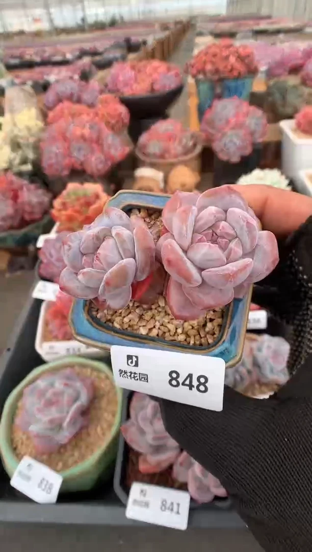 848星影一物一拍