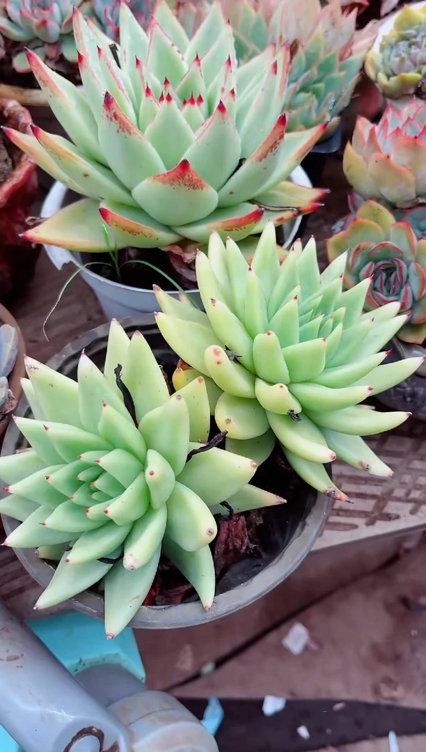 小*鼠17037多肉植物一物一拍