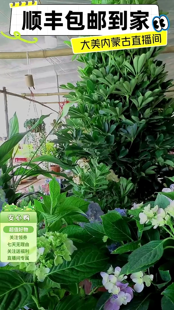 完全开放大颗鸭脚木
