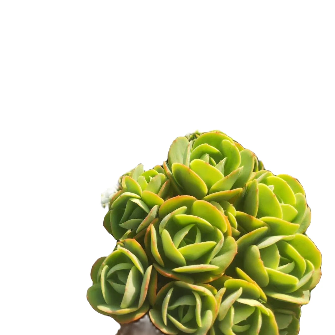 地栽多肉，箱拍混搭，皮实好养