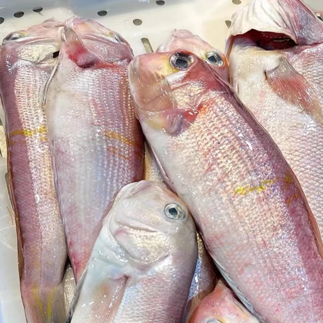汕尾本港纯野生大马头鱼 顺丰冷链发货