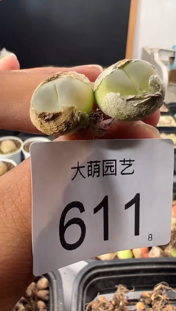 你****爱一物一拍         611