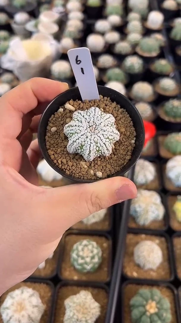 蓝**?实生根星兜编码61