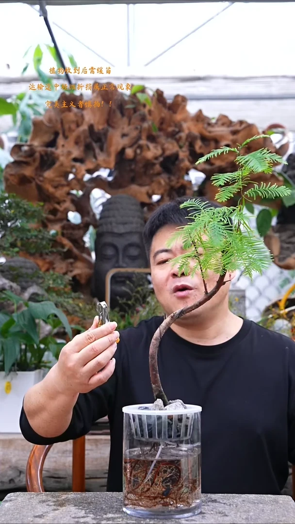 完全开放水杉534+