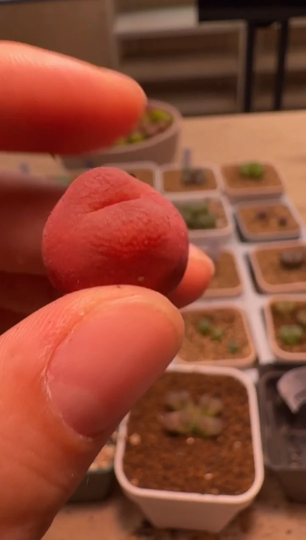 美丽的肉石头-473